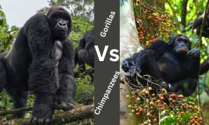 Chimpanzee Vs. Gorilla | What’s The Difference? | Explore Uganda