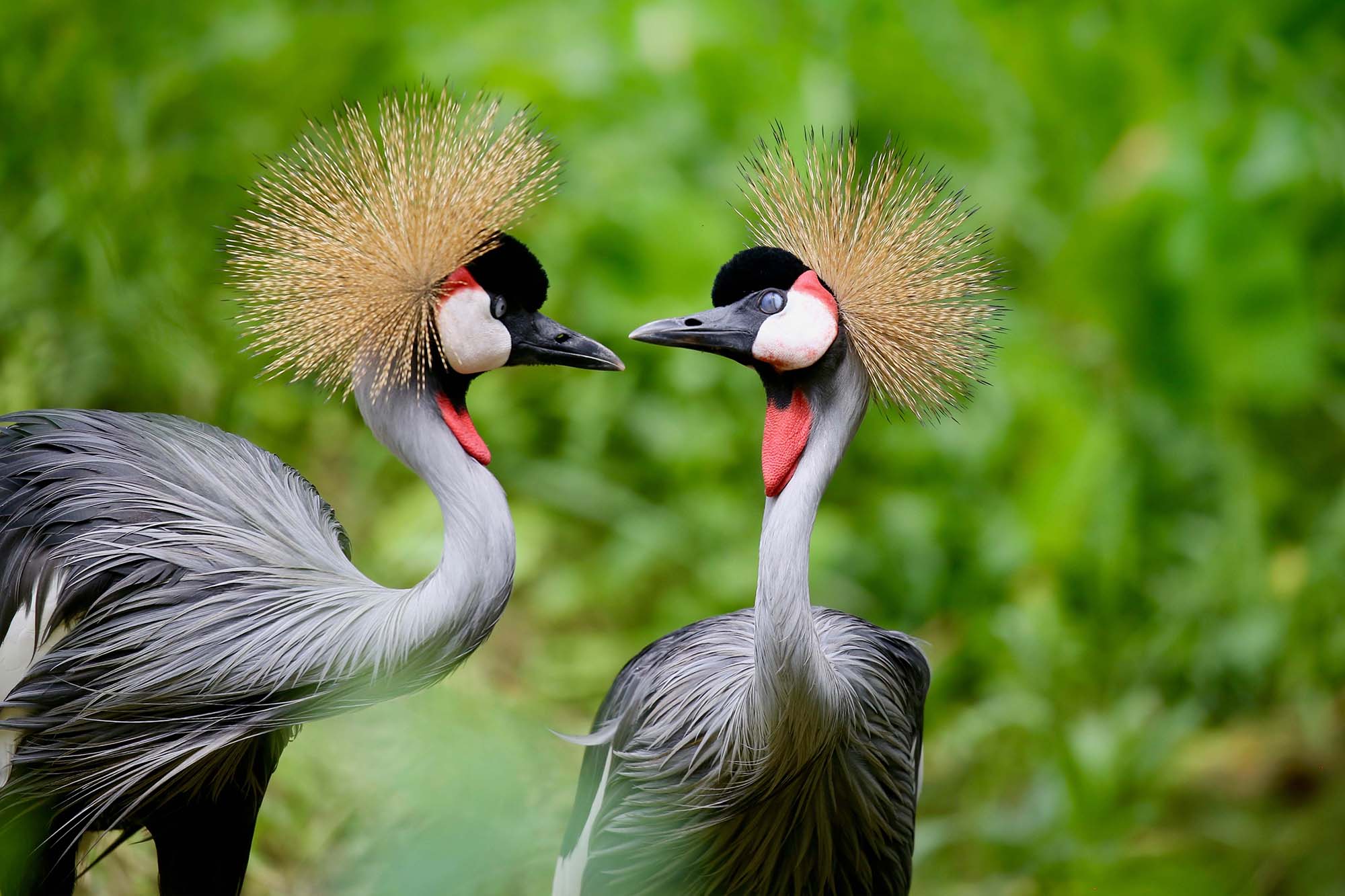 What To Do In Uganda on a Honeymoon safari?