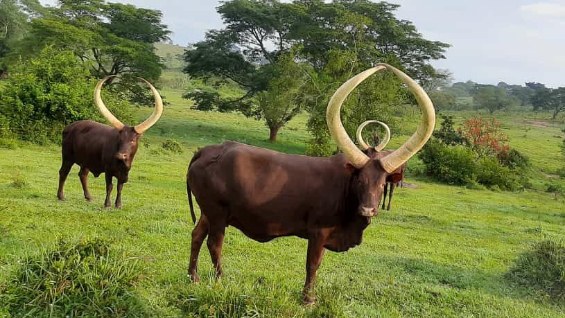 Things to do in Mbarara