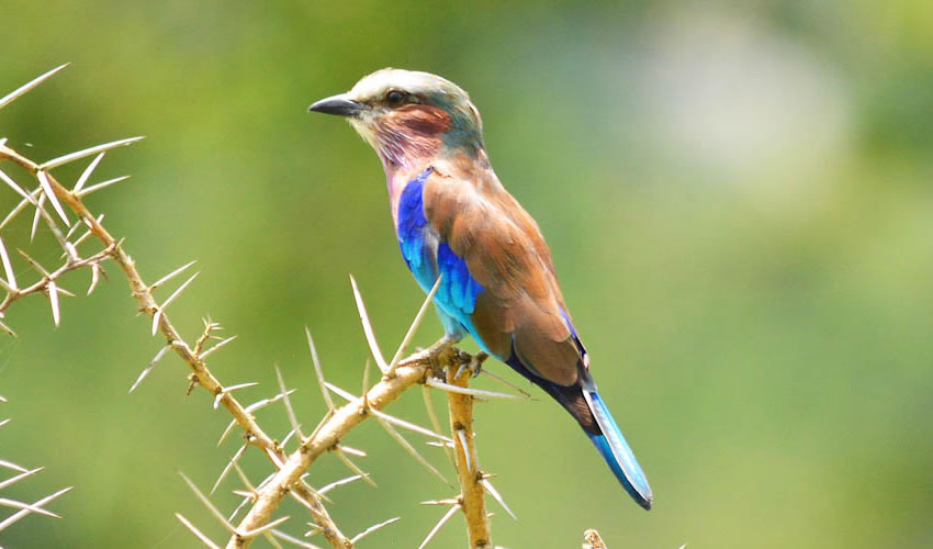 Top birding destination in Rwanda