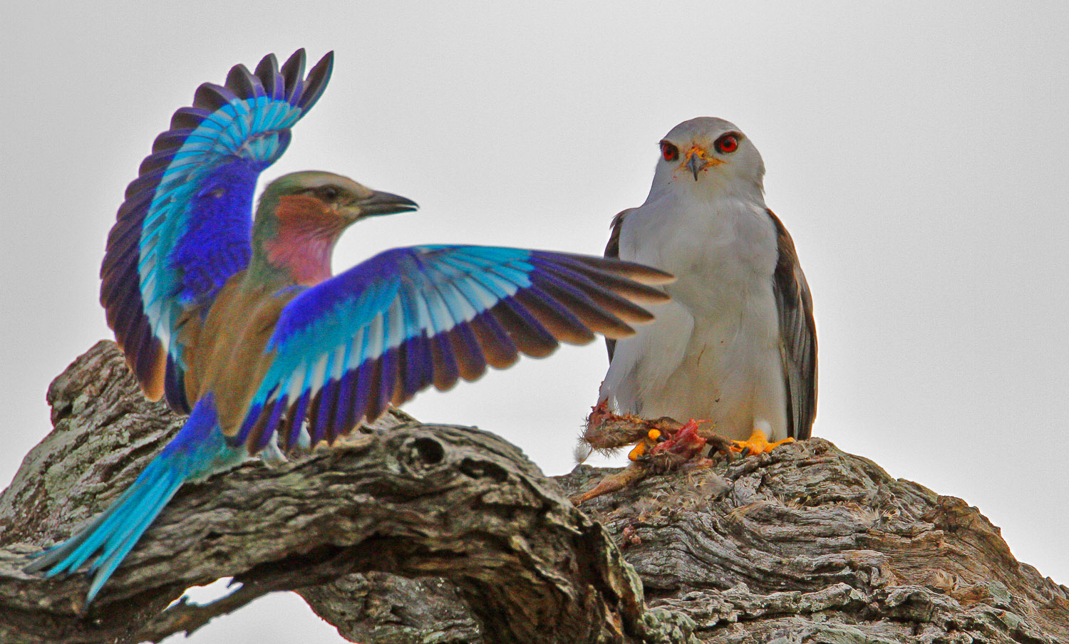 Guide to Kruger National Park in 2026