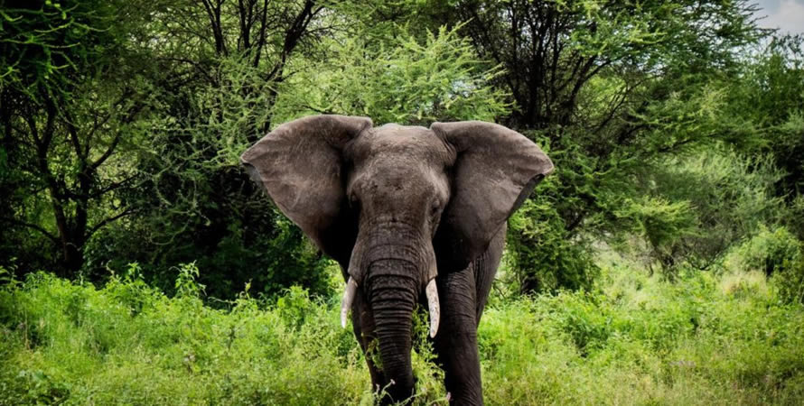 When is the right time to go to the Serengeti?
