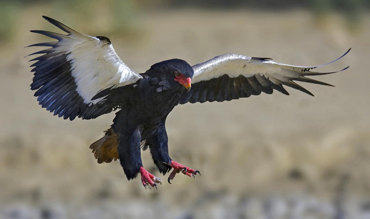 Bird Species in Malindi
