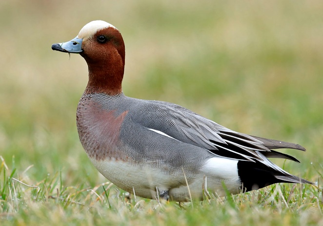 Birds in Kivu Area Rwanda