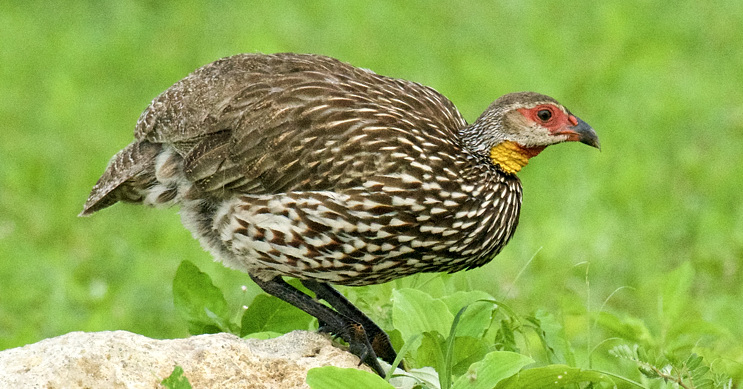 Taveta County Bird Checklist