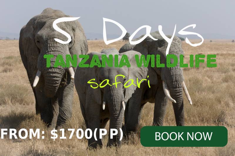5 days Tanzania travel package