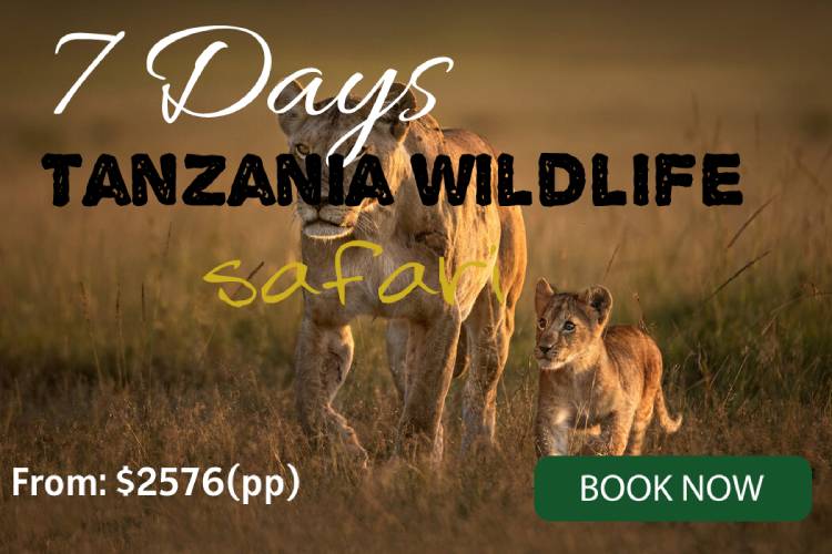 7 days tour package